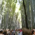 嵯峨野竹林の写真_143652