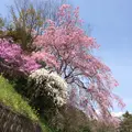 大野山の写真_32118