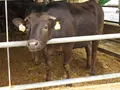 安食の郷の写真_41067