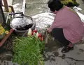 生水の郷の写真_444259