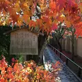 光悦寺の写真_56625