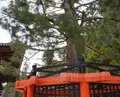 壇上伽藍の写真_67771