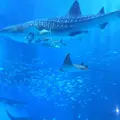 沖縄美ら海水族館の写真_29289
