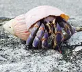 住用町の写真_61431