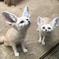 伊豆シャボテン動物公園の写真_342830