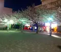 染井吉野桜記念公園の写真_132282