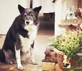 のほほんカフェ ボワ・ジョリの写真_207441