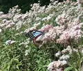 アサギマダラの里の写真_425359