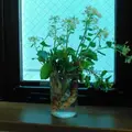 雫石あねっこの写真_73435