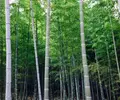 嵐山 竹林の小径の写真_124021