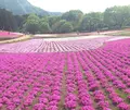 羊山公園の写真_127357