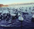 猪苗代湖の写真_29500