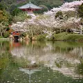 大覚寺の写真_66373