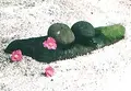 梅宮大社の写真_78837