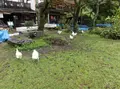 桃太郎神社の写真_96013