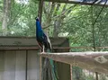 茨城県鳥獣センターの写真_135558