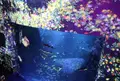 新江ノ島水族館の写真_140590