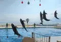 マリンワールド海の中道の写真_880727