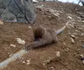 地獄谷野猿公苑の写真_19430