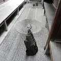 龍源院の写真_202741
