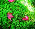 西芳寺の写真_40635