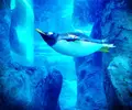 旭川市 旭山動物園の写真_124525