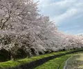 渡瀬橋の写真_1267166