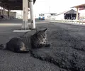 那珂湊駅の写真_148766