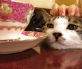 カフェアルルの写真_209649