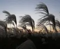 整備された河川敷の写真_21861