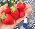 いちごの里の写真_226136