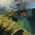 浅虫水族館の写真_19931