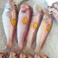にぎわい市場 ピアBandaiの写真_25459
