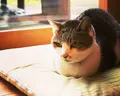 カフェ山猫軒の写真_207438