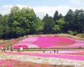 羊山公園の写真_127356