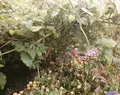 山都町蘇陽地区の写真_56944