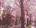 西小山桜並木通りの写真_130500
