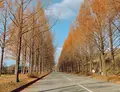 メタセ大通り（太陽が丘）の写真_1177156