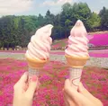 羊山公園の写真_127360