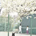 晴海ふ頭公園の写真_26424