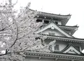 墨俣桜まつりの写真_27048