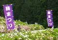 白井大町藤公園の写真_30050