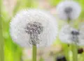 いつも花が咲いているの写真_32665