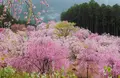 天空の庭 高見の郷の写真_422905