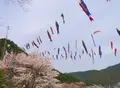 グリーンエコー笠形の写真_43932