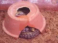 八木山動物公園フジサキの杜の写真_44043