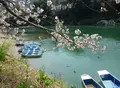 桜淵公園の写真_68414