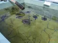 小笠原海洋センターの写真_73741