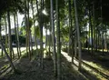 竹林があったりするの写真_127970