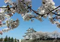 新発田城址公園の写真_130130